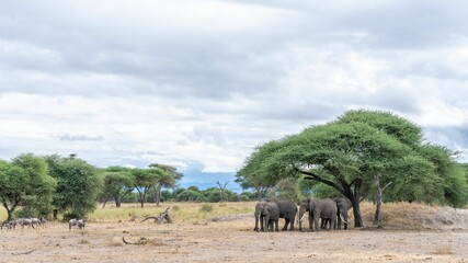Few elephants and blue wildebeests gathered under trees in a natural reserve, safari © Artur55/Wirestock Creators