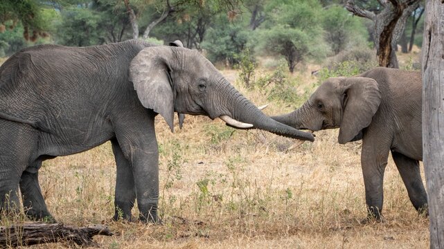 Closeup of an adorable view of two elephants hugging with their trunks in a natural reserve, safari