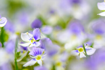 Fototapeta premium spring purple - white wild flowers with a blurred background on the lawn 17