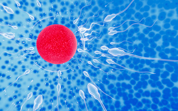 The sperm fertility from men's cum is directed towards the egg bubble after sex. To do human mating. A pre-fertilization model between an egg and a sperm. 3D Rendering