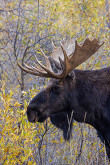 Bull Moose During the Rut in Wyoming in Autumn