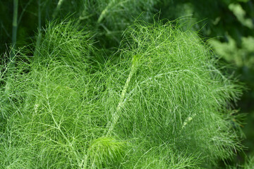 Fennel in the garden. Close-up.