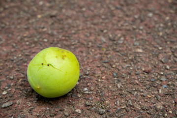 梅@府中郷土の森公園2