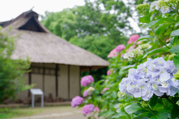 古民家とアジサイ[セイヨウアジサイ](あじさい祭り@府中郷土の森公園)2