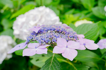 紫のアジサイ[ヤマアジサイ](あじさい祭り@府中郷土の森公園)3