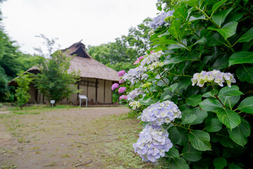 古民家とアジサイ[セイヨウアジサイ](あじさい祭り@府中郷土の森公園)1