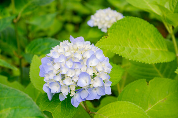 青のアジサイ[セイヨウアジサイ](あじさい祭り@府中郷土の森公園)1