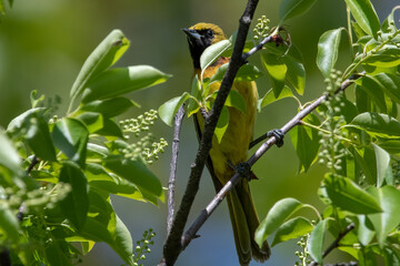 Immature orchard oriole male in the sun on branch.