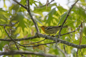 A Blackburnian Warbler on a tree branch.