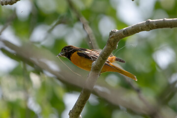 Baltimore Oriole with nesting material.