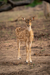 Close-up of chital standing staring towards camera