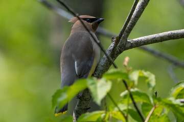 Cedar Waxwing on branch facing right of frame.