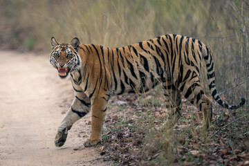 Bengal tiger walking across sandy track snarling