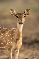 Close-up of chital standing staring at camera