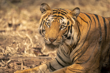 Close-up of Bengal tiger lying facing camera