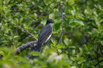 Eastern Kingbird perching on branch.