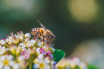 close-up bee in the morning light