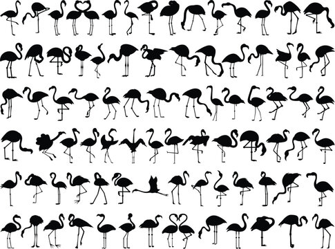 Set of Flamingo Silhouette