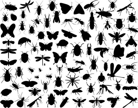 Set of Insects Silhouette