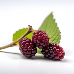 blackberry on a white background