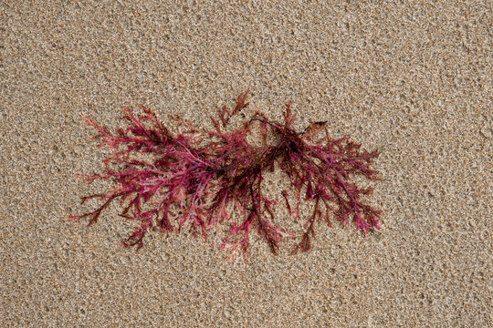 Red algae (Gelidium sesquipedale ) on the beach