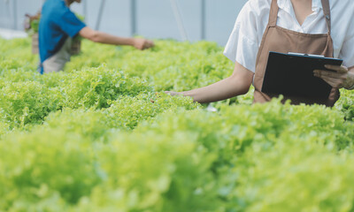 Asian young couple farmer in greenhouse hydroponic holding basket of vegetable. They are harvesting vegetables green salad.