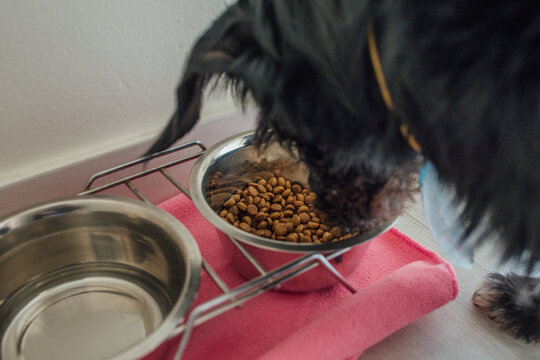 Cachorro comendo ra&ccedil;&atilde;o