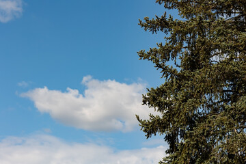 Obraz premium Half tree, conifer. Blue sky with few clouds. Tree on the right side. Day, sun shines.