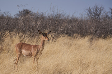 Black-faced Impala (Aepyceros melampus petersi) in Etosha National Park, Namibia