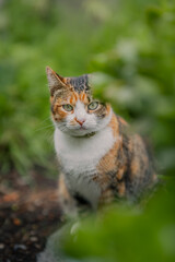 wild brown tabby cat with green eyes in the garden looks at the camera. vertical composition	