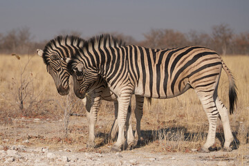 Fototapeta na wymiar Burchell's Zebra (Equus burchellii) interacting in Etosha National Park, Namibia