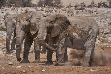 Fototapeta na wymiar African elephants (Loxodonta africana) at a crowded waterhole in Etosha National Park, Namibia