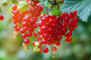 Red ripe red currant berries on a bush in summer.