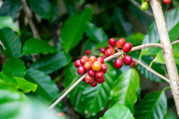 Fresh coffee bean on branch with green leaves in the garden. Red ripe coffee beans on tree branch.