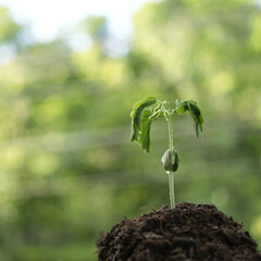 Fototapeta Tamarind growing plant sprout growing obraz
