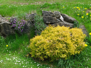 Fototapeta na wymiar Stone wall and yellow shrubbery