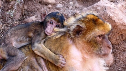 Barbary macaque, mother with baby