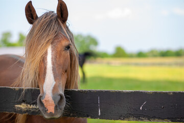 Lonely Horse © Russell