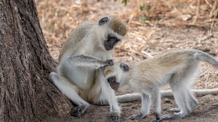 Chlorocebus monkeys in a savanna with dry grass