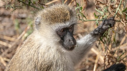 Selective focus of a monkey in wilderness