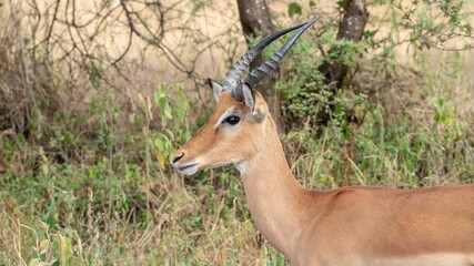 Close up of a wild deer in a field © Artur55/Wirestock Creators