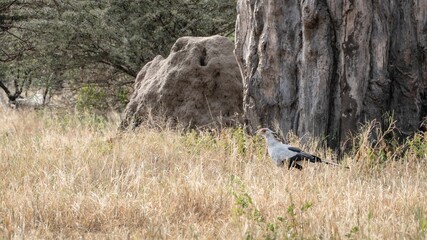 Secretary bird (Sagittarius serpentarius) in a dry grass field