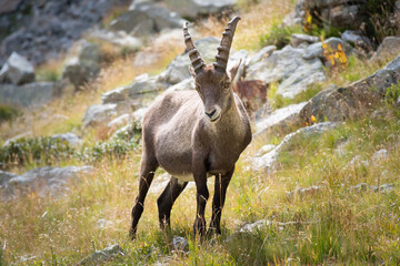 Portrait of an Ibex