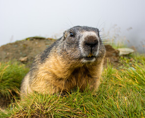 Cute wild Groundhog looking at the camera with his teeth bared. Groundhog standing on his hind legs. Groundhog with fluffy fur sitting on a meadow. View of the landscape. Groundhog Day.
