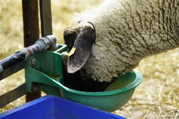 Sheep drinking from an automatic waterer on the Leinewiesen in Hanover, Germany.