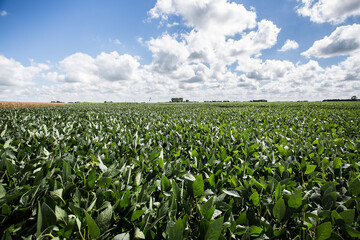 Corn field - campo de maíz