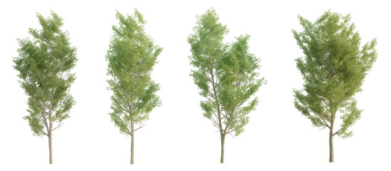 Set of ulmus trees with isolated on transparent background. PNG file, 3D rendering illustration, Clip art and cut out  - obrazy, fototapety, plakaty