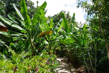 Tropische Pflanzen im Botanischen Garten von Cairns