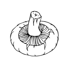 Linear sketch of mushrooms. Vector graphics.