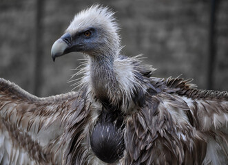 Eurasian griffon vulture (Gyps fulvus) after bathing 